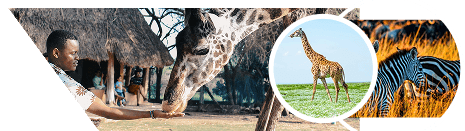 Kenya eTA application banner with scenic landscape background