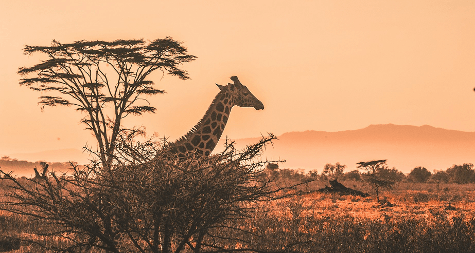 Historic train crossing scenic bridge in Kenya with lush landscape